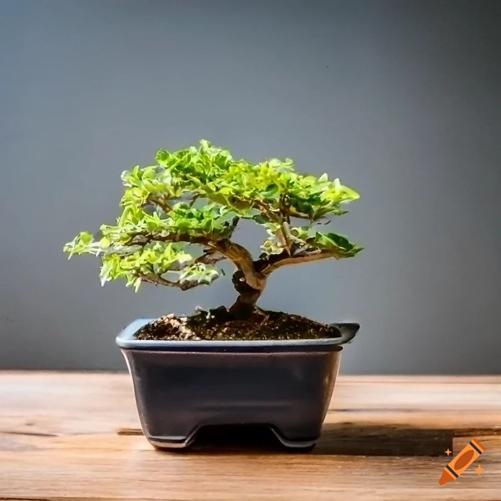 small bonsai tree in a pot