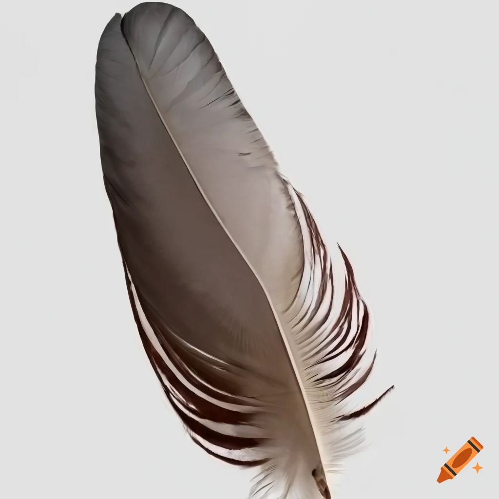 Pigeon feather in grayscale on white background