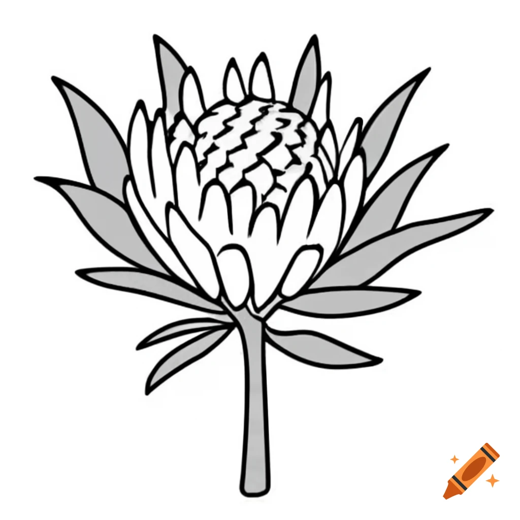Single protea flower against a plain background